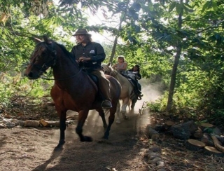  Equino bianco 